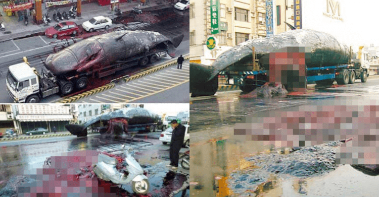 還記得台灣15年前的獵奇事件嗎？馬路上突然「鯨魚大爆炸」畫面只有震撼了：有夠狂！