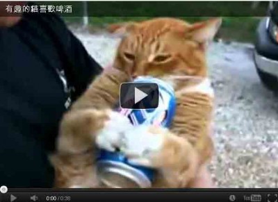 一隻喜歡喝啤酒的貓。