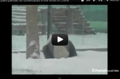熊貓愛玩雪。