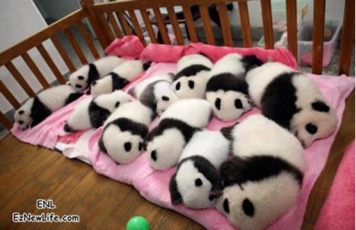 一群熊貓寶寶。