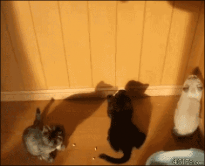 小貓的影子遊戲。
