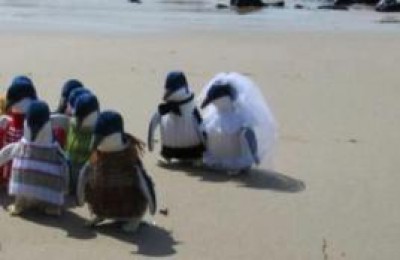 時代在變，連企鵝的婚禮都如此時尚＆＃8230;＆＃8230;
