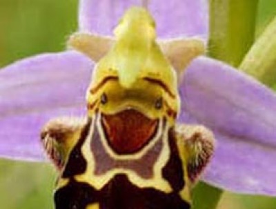 這是一朵快樂的蘭花．．．看的出來算你有慧根