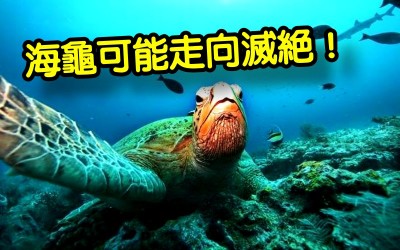 《科學小知識》海龜悲歌  氣候變暖可導致海龜種群失去雄性