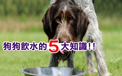 《科學小知識》水碗不是放著就好，狗狗飲水的 ５ 大知識