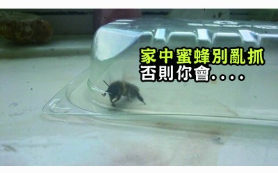 男子於家中抓到一隻蜜蜂「好心將牠放生後」居然引來一場災難！