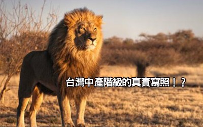 【勵志財經】獅子用奇招把肉分給了狼群，狼群不但不爭．．．台灣中產階級的真實寫照