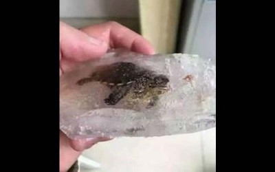 網友爭相討論，這兩隻被凍成冰塊的烏龜還有救嗎
