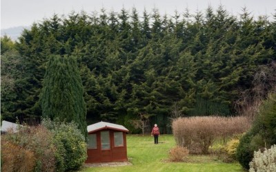 史上最愛記仇！ 英國一位小氣歐巴桑處心積慮「佈局了20年種樹」 就為了報復鄰居