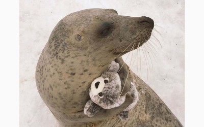 動物園飼養員送了一隻布偶給海豹，沒想到牠非常喜歡還無時無刻緊抱著  萌慘了