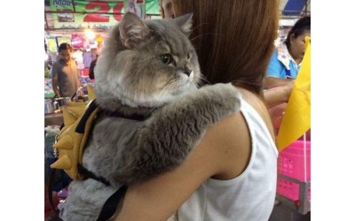 胖貓「蹦蹦」因為身材圓潤可愛因而爆紅，沒想到牠洗澡竟暴露了真的本來就那麼胖