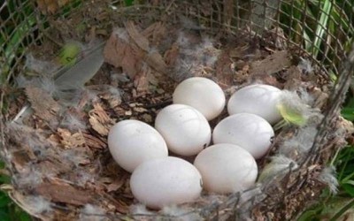 他在戶外發現一窩鳥蛋，沒想到帶回家孵化後竟是極其珍貴的物種啊