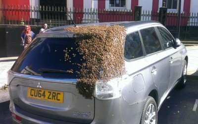 她的車子連續2天都被「一堆蜜蜂佔領」，直到掀開雨刷才找到真正原因！