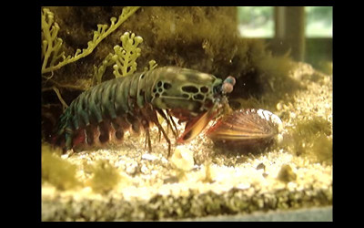 當史上最兇猛的蝦蛄遇上蛤蜊，居然下一秒使出螳螂拳，嚇壞人類