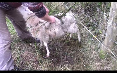 可愛綿羊被巨大的「肉食植物」纏住準備食用，牧羊人立刻前來解救牠
