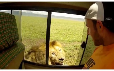 中二屁孩打開車窗想「伸手摸獅子」下一秒獅子發怒「轉身一吼」差點掰了