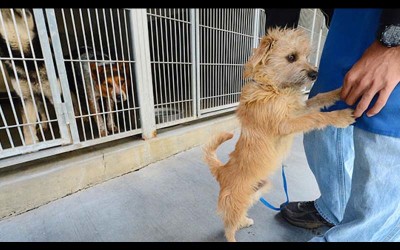 美國加州新法律：寵物店只能賣獲救動物！網友一致大推：台灣快跟進啊！