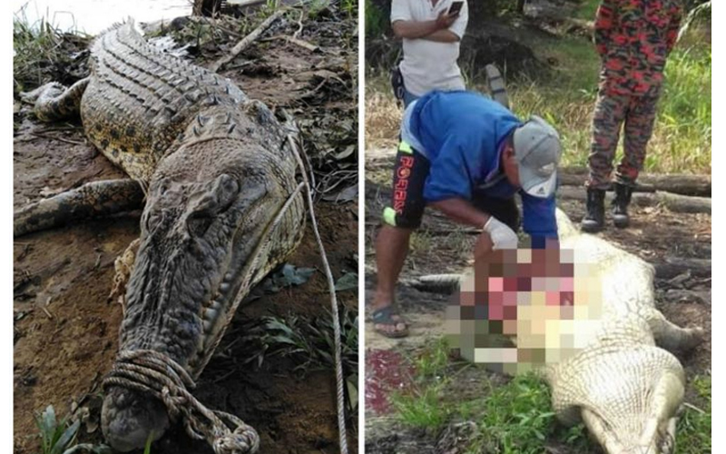 印尼男子河邊解放竟遭4公尺巨鱷生吞，村民將鱷魚剖肚驚見「破碎衣物+人骨殘骸」